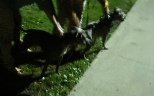 Toronto police seize dogs after violent Summerhill attack