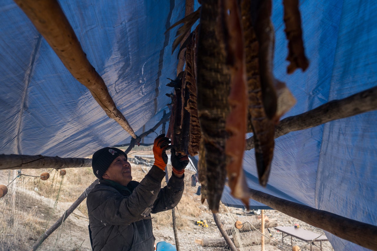Iñupiaq elder Morgan Johnson dries fish outside his home in Ambler, Alaska in Sept. 2025.