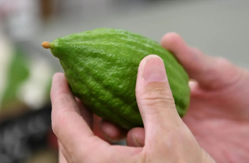 ''And you shall take for yourselves on the first day the fruit of a majestic tree, palm branches, boughs of leafy trees, and willows of the brook'' (Leviticus 23:40). The Sages determined that this refers to the etrog.