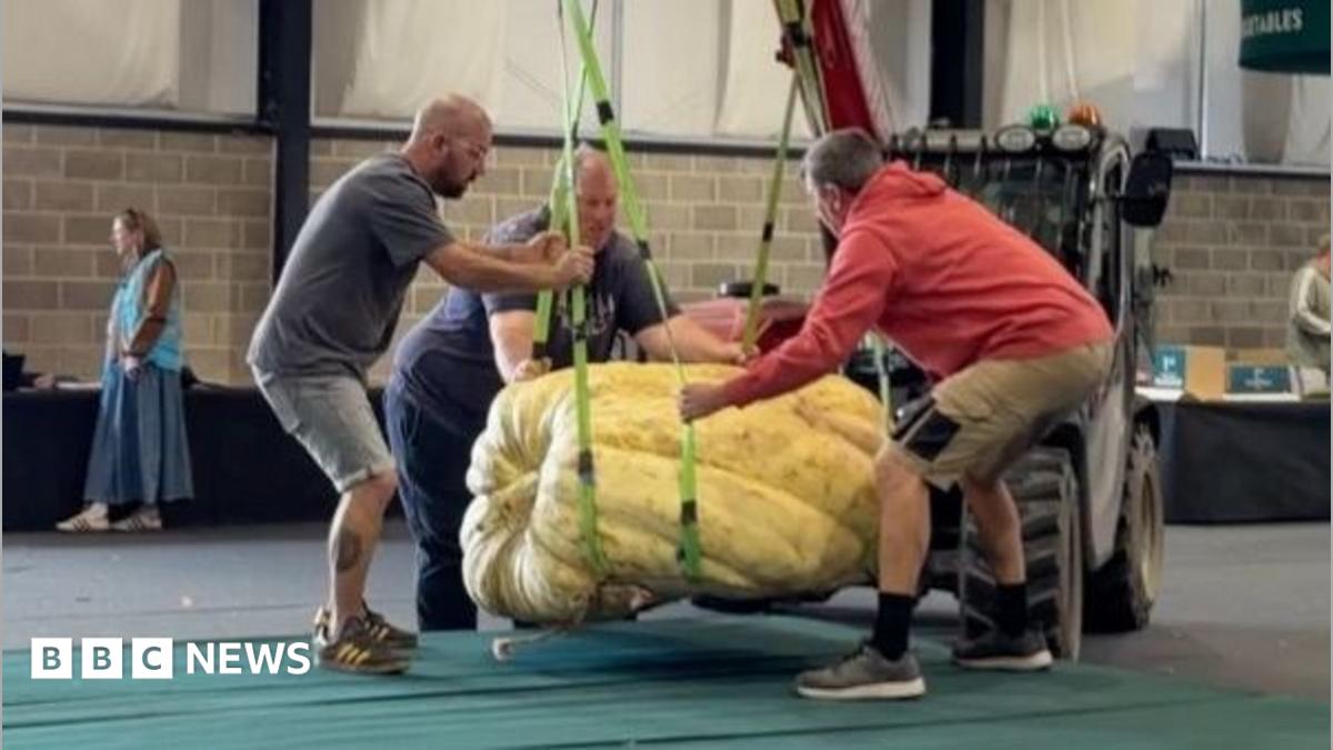 Growers going head-to-head at giant veg competition after exceptionally hot summer