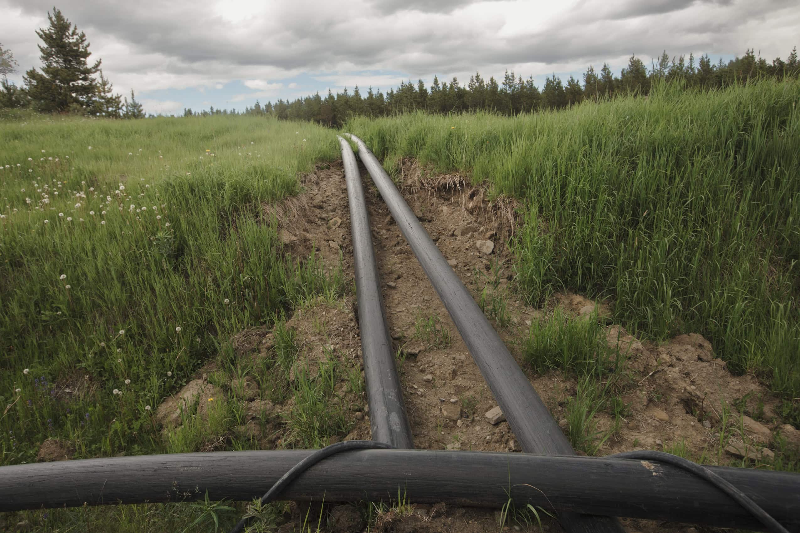 Two water lines run on the ground, with grasses growing on either side.