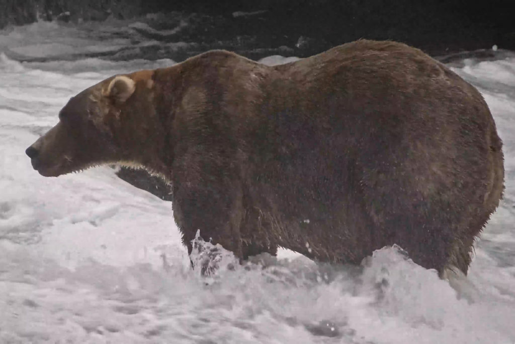 A brown bear known as "Backpack," officially named Bear 89, wading through Brooks River on Sept. 8, 2026, in the Katmai National Park and Preserve in Alaska.