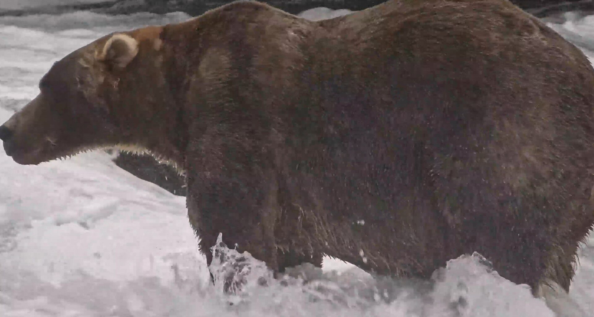 Gentle giant Backpack wins Alaska’s Fat Bear Week | News