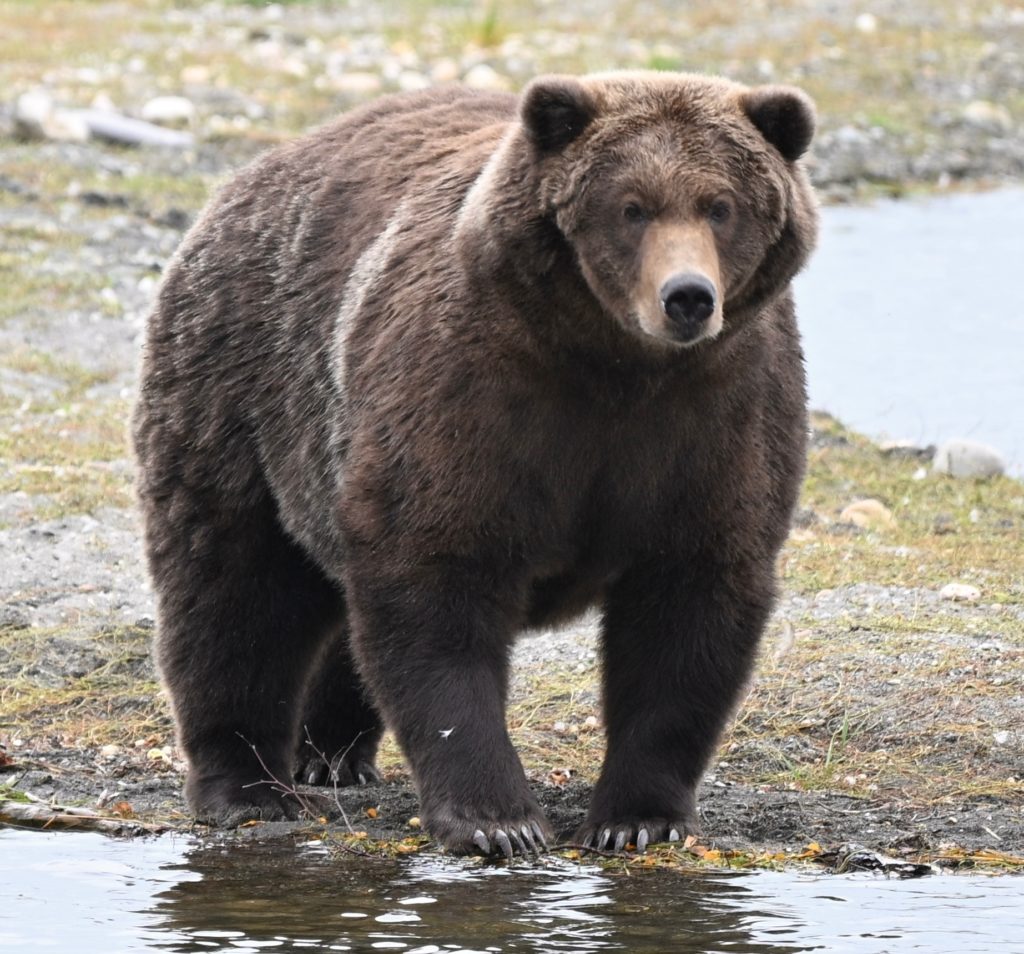 Bear 910 standing along the Brooks River in Katmai National Park and Preserve in Alaska.