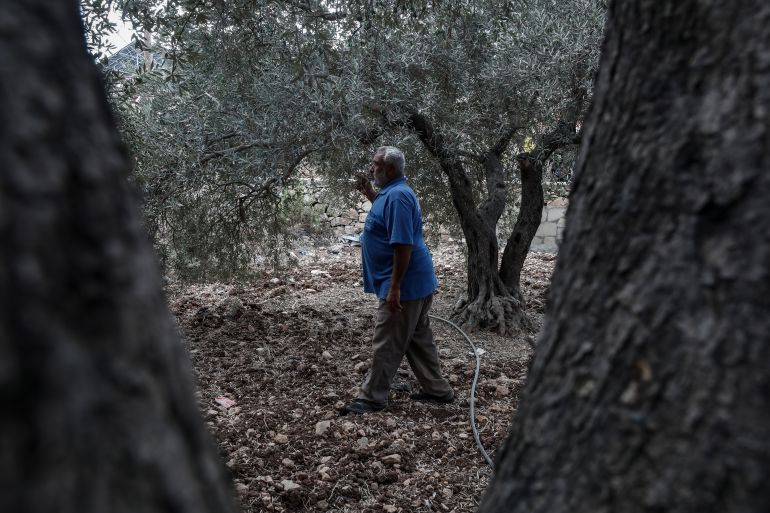 Adnan Kmail visits his neighbors land often as he misses his confiscated land and uprooted olive trees