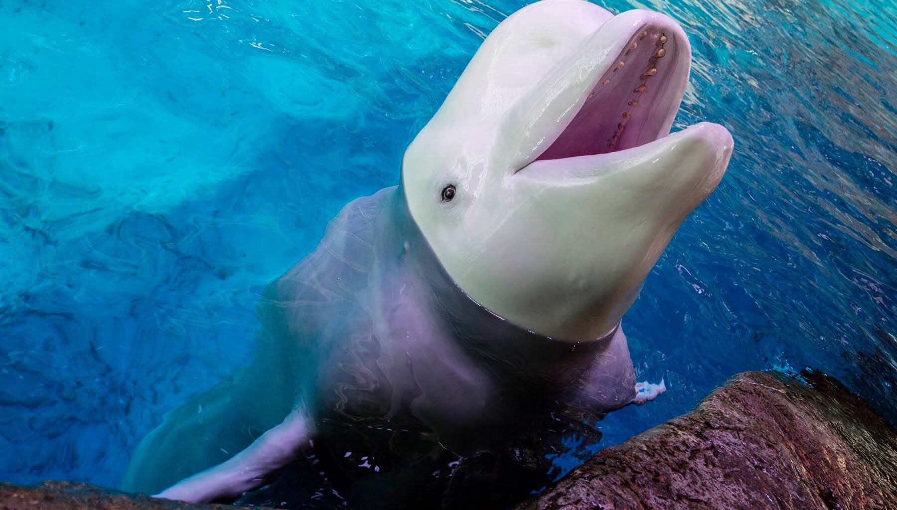After 3 Beluga Deaths In 8 Days, Scrutiny Of Shedd’s Marineland Rescue Grows