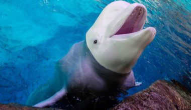 After 3 Beluga Deaths In 8 Days, Scrutiny Of Shedd’s Marineland Rescue Grows