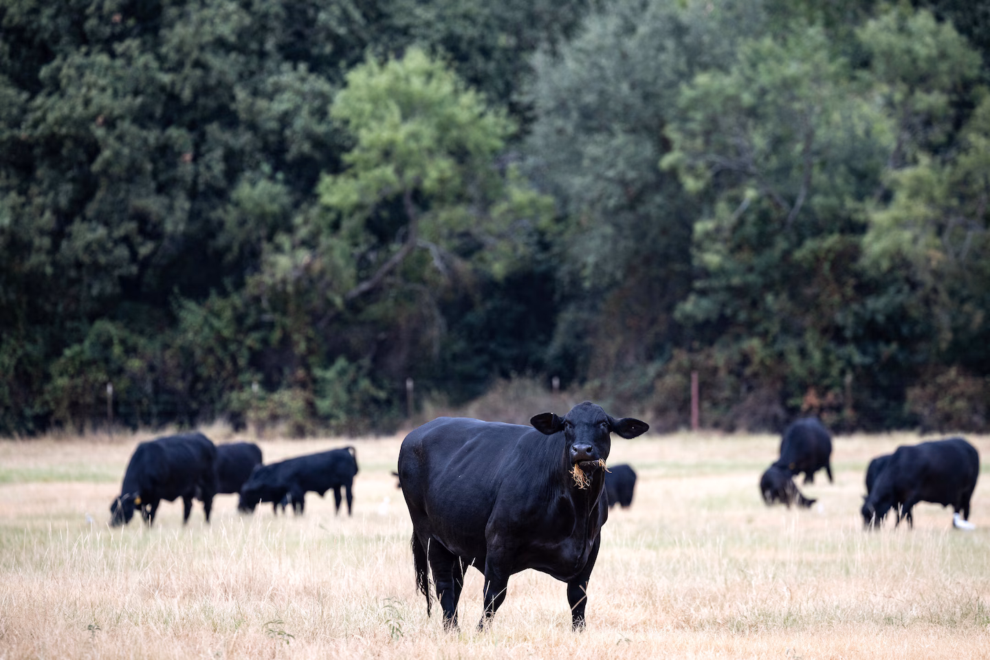 Ranchers accuse Trump administration of disrupting beef supply, as prices rise