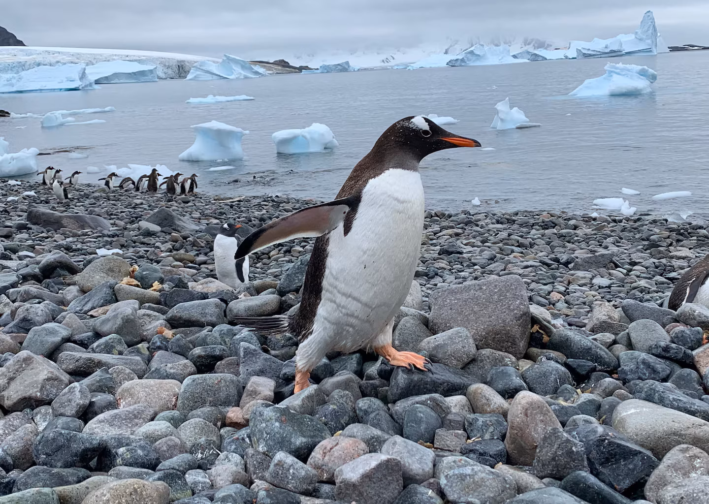 Scientists identify new species of penguin, first in more than a century