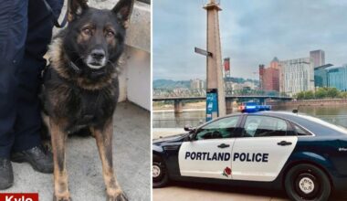 Portland police K9 shot and killed on final shift before retirement
