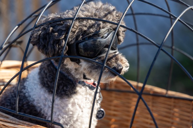 Karen Franklin's dog Stanley sits in her bike's basket at the Montrose Beach Dog Friendly Area on Sept. 3, 2026. Franklin described an army of flies attacking Stanley on Tuesday. (Arthur Maiorella/Chicago Tribune)