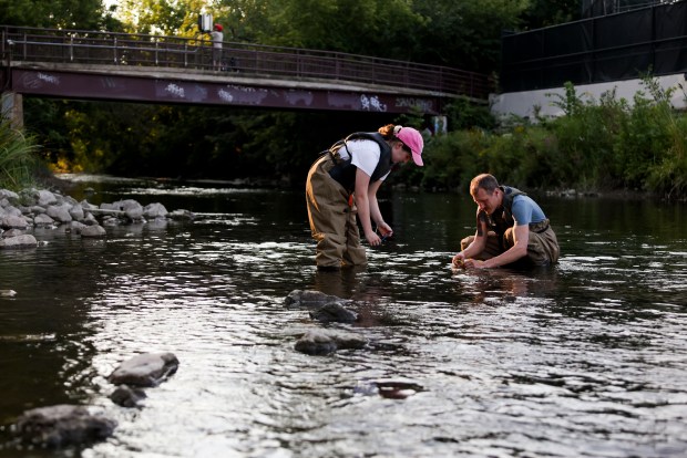 Urban Rivers field operations manager Stephen Meyer, right, and intern Caitlin Prescott collect a macro invertebrate sampler to study the ecosystem in the North Branch of the Chicago River in Albany Park on Sept. 3, 2026. "My theory was that some of the (flying insects) spike had to do with the swallows migrating away," Meyer said. "Especially at the Wild Mile we have a lot of swallow nests, cliff swallows and barn swallows, all over the Halsted Bridge, real close by and they seem to keep the flying insects in check most of the year. But they left a couple weeks ago, and last week we just got inundated with all these flying insects. That does happen every year, but this year has been particularly bad. It does seem worse this year than I remember in the last decade or so." (Eileen T. Meslar/Chicago Tribune)