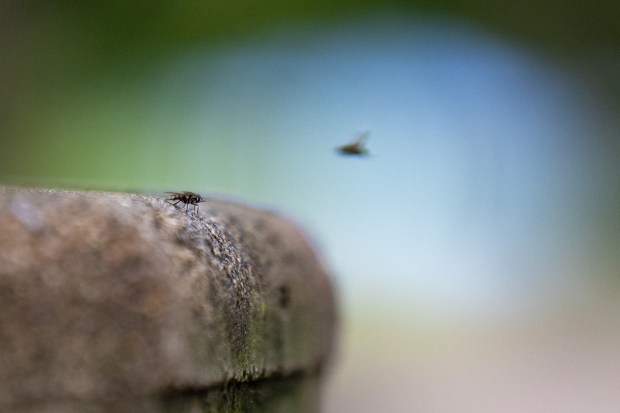 Flies visit at a water fountain near Tobey Prinz Beach Park in Chicago's Rogers Park neighborhood on Sept. 3, 2026. (Arthur Maiorella/Chicago Tribune)