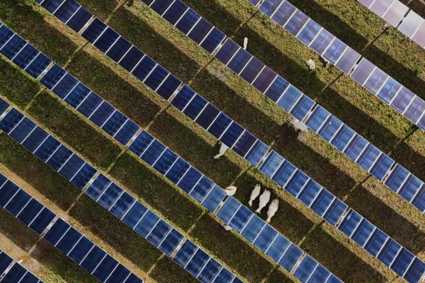 Cattle graze under solar panels.