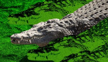 Israel’s Crocodile Prison Plan Is Part of a Wider Fight Over Nature