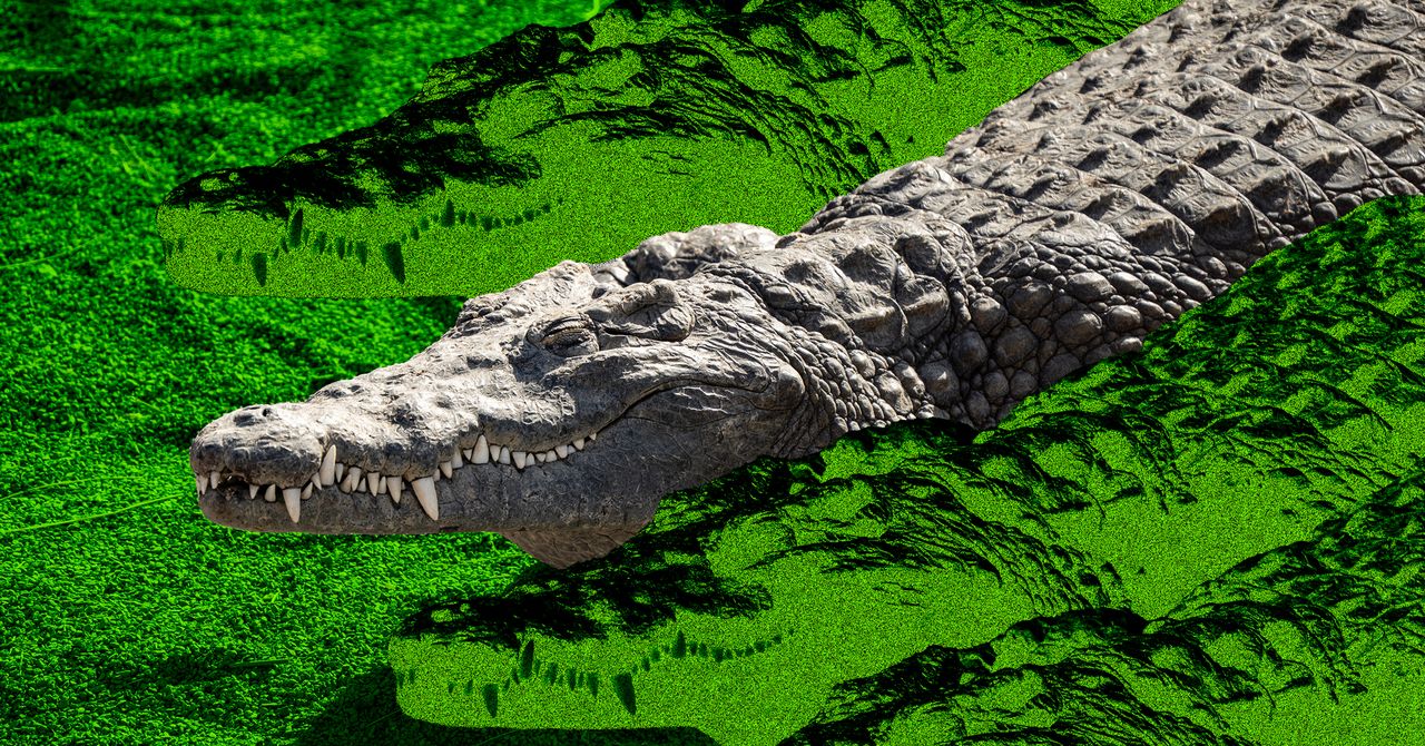 Israel’s Crocodile Prison Plan Is Part of a Wider Fight Over Nature