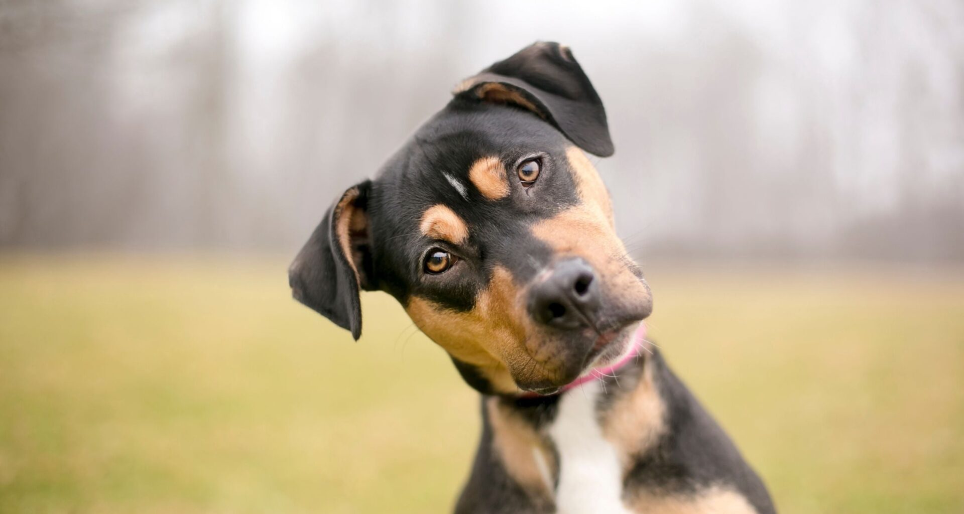 Dogs Can Pick Out Word Patterns in Speech, a Trick Once Thought Uniquely Human : ScienceAlert