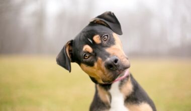 Dogs Can Pick Out Word Patterns in Speech, a Trick Once Thought Uniquely Human : ScienceAlert