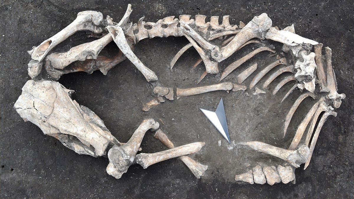 Bones found at medieval site