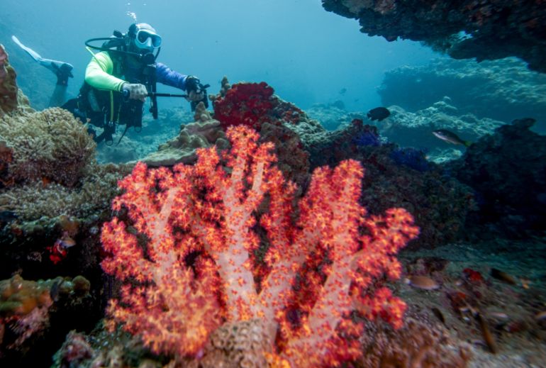 A view of the vibrant underwater world at one of Musandam's popular diving sites in Khasab, Oman on August 28, 2025 [Mahmut Serdar Alakus/Anadolu via Getty Images]