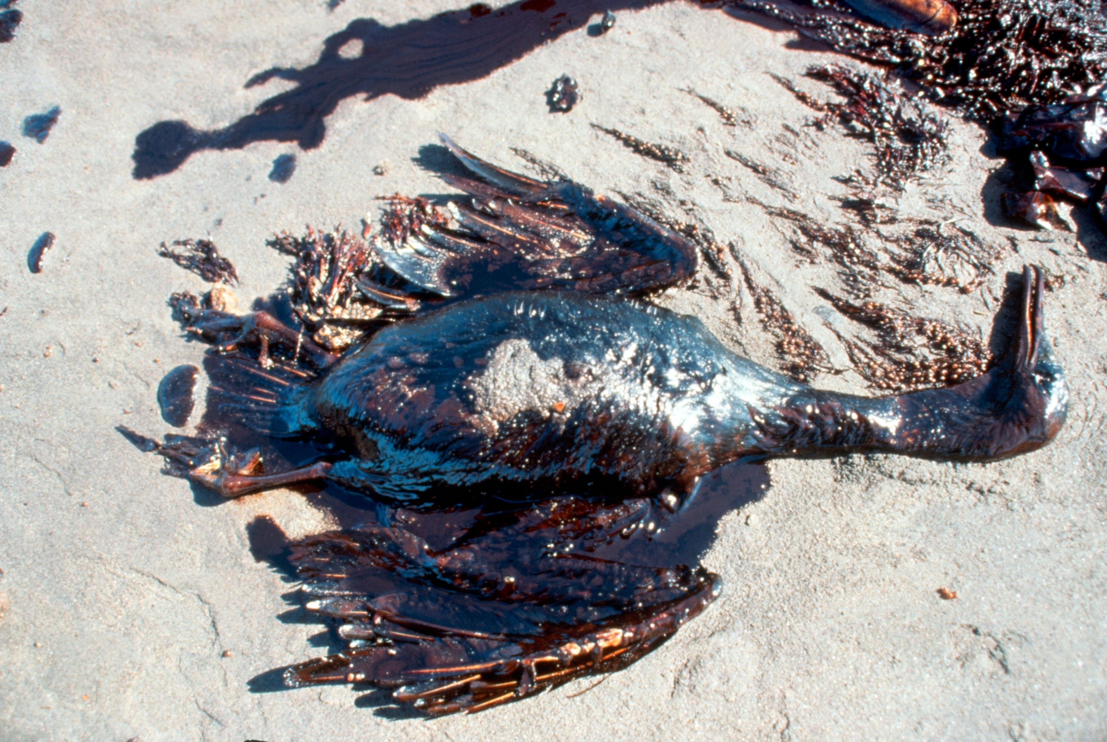 Oiled Seabird, Persian Gulf Oil Spill, 1991 (Photo by © CORBIS/Corbis via Getty Images)