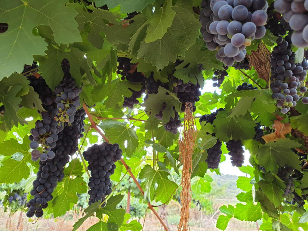 Grapes at Carmel Winery (Photo: PR) הענבים ביקבי כרמל