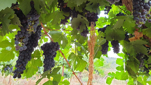 The half-empty glass: Israel’s wine industry battles falling demand, cheap imports an