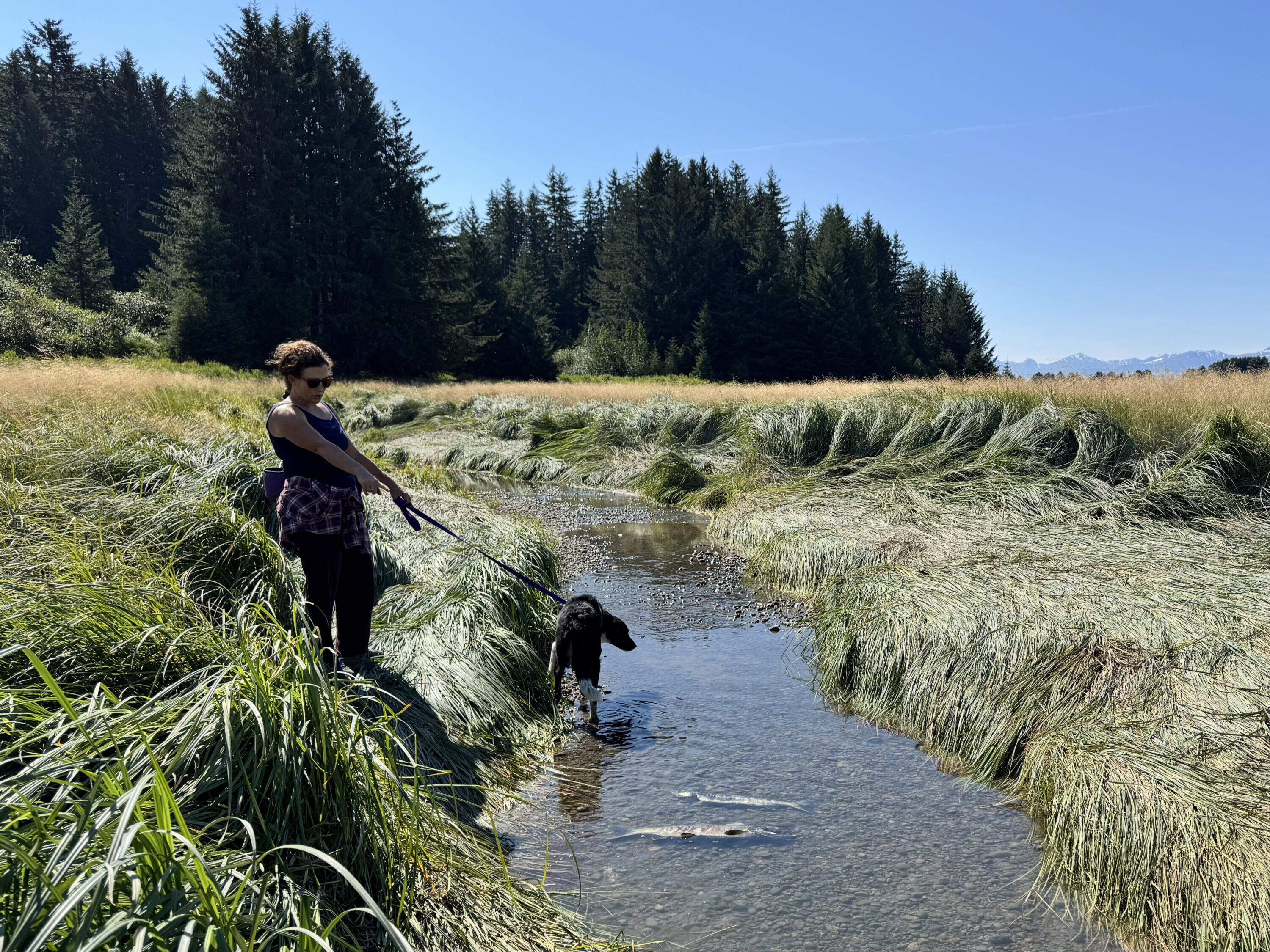 Lindsey Bloom walks her dog by a tidal stream off the Eagle River. (Chris Bentley/Here & Now)