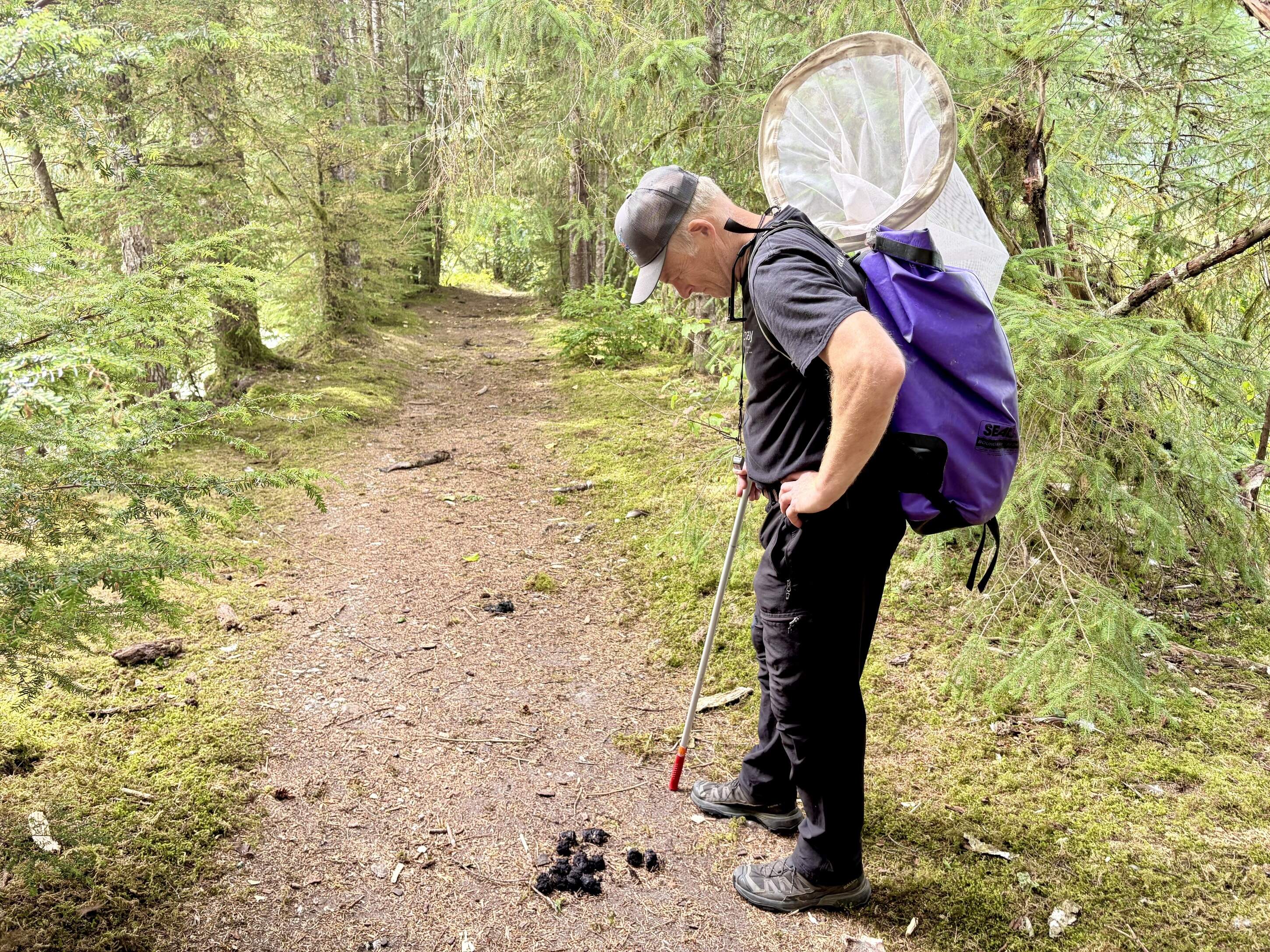 John Hudson, a friend of Bob Armstrong, walks through a forest path littered with bear scat and decaying salmon carcasses. (Peter O'Dowd/Here & Now)