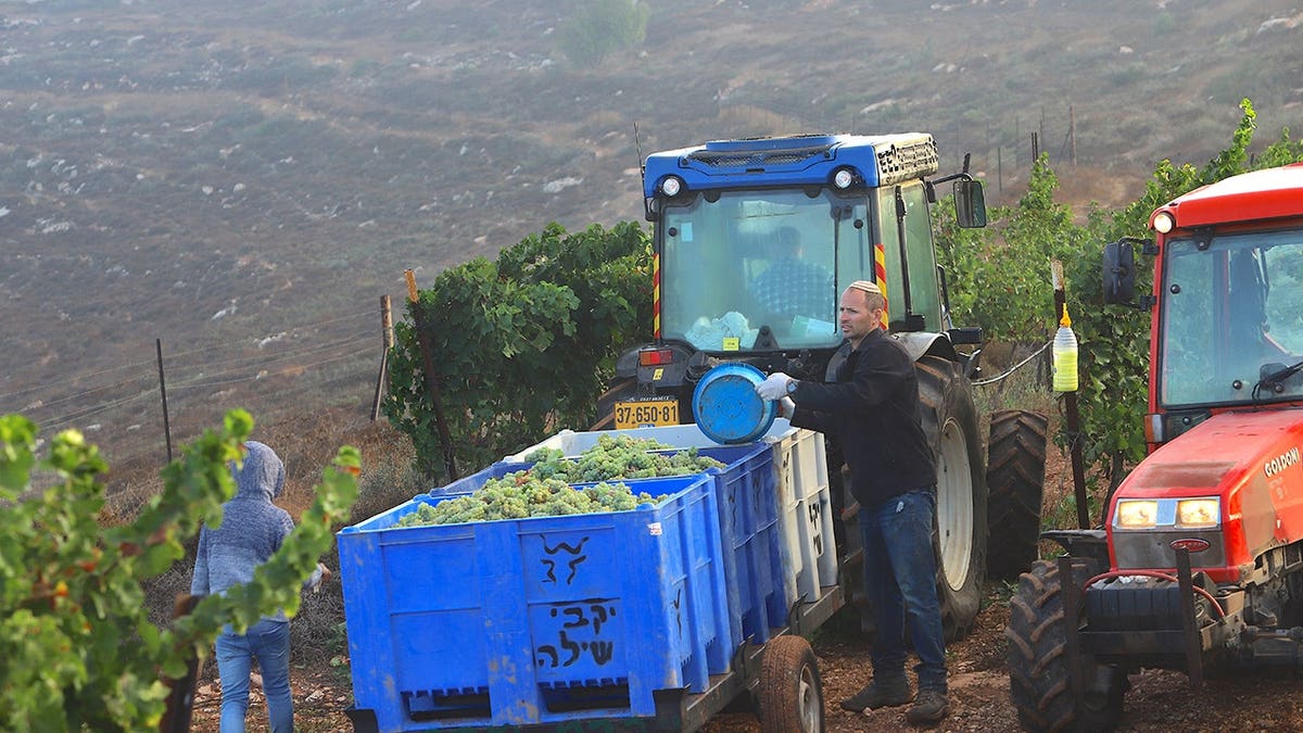 Israelis harvest wine grapes under summer heat