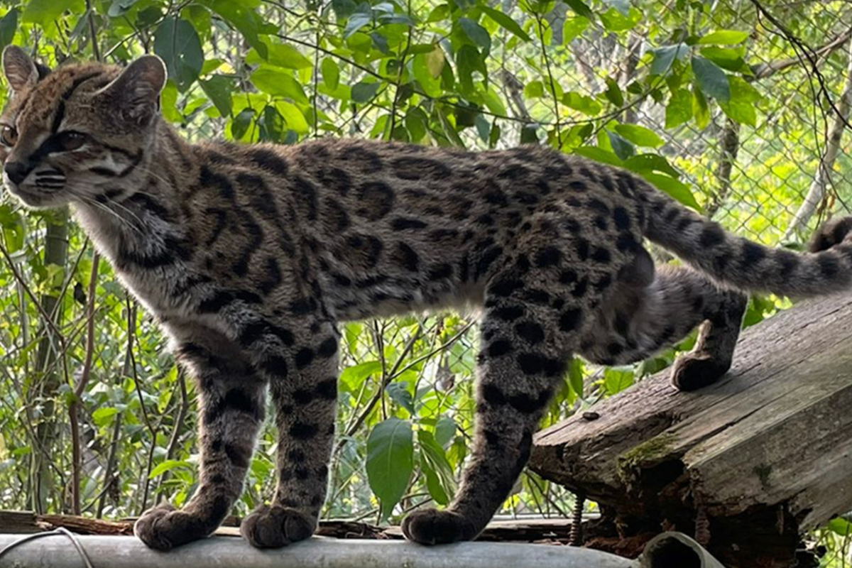 A man thought he’d found a stray kitten. It turned out to be a new species of wild cat