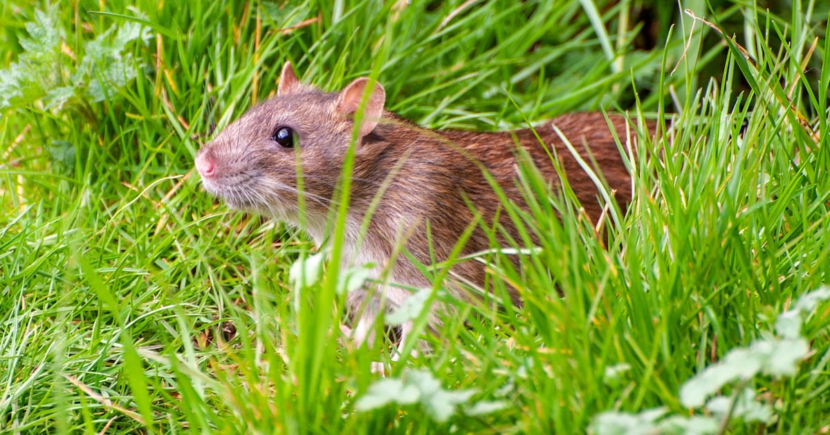 Dead rat found in Bowden, Alta.; officials call in Rat Patrol - CTV News