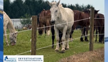 Horse-slaughter pipeline: North Country arrest was historic moment