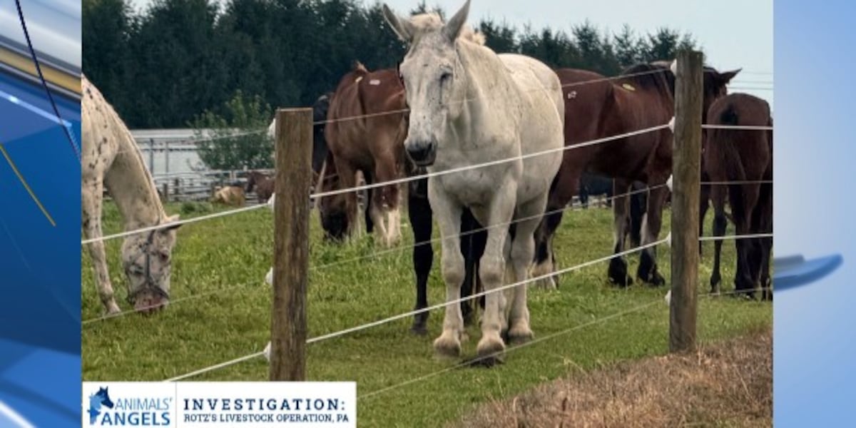 Horse-slaughter pipeline: North Country arrest was historic moment