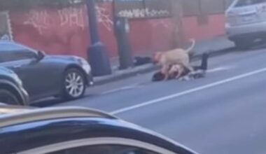 California woman mauled by pit bull, suffers life-threatening injuries