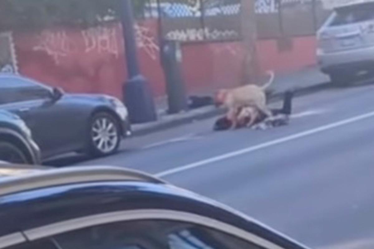 California woman mauled by pit bull, suffers life-threatening injuries