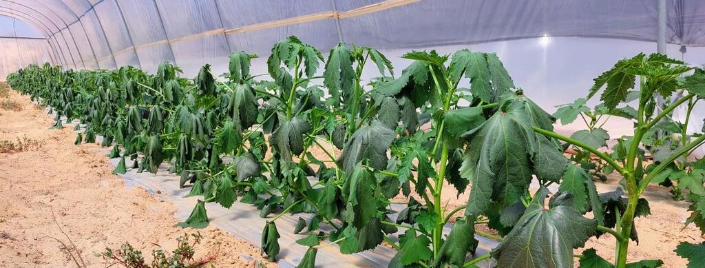 Vegetable crops in Nitzana. (Photo: Beer Milka farmers) צמחים נבולים במשק בפיתחת ניצנה
