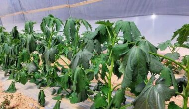 Israel’s desalination crisis threatens 20,000 dunams of vegetable crops