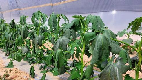 Israel’s desalination crisis threatens 20,000 dunams of vegetable crops