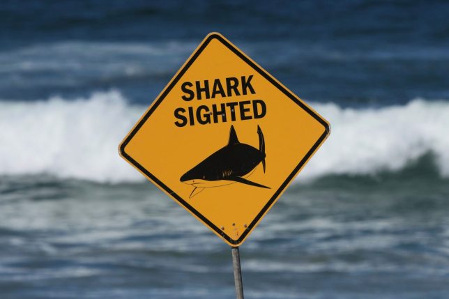 FILE - A sign is seen at the site of a fatal shark attack at Dee Why Beach in Sydney, Australia, Saturday, Sept. 6, 2025. (AP Photo/Mark Baker, File)