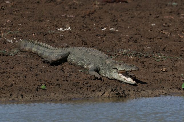 A crocodile lies next to a partially dried-out pond in Yala National Park, in southern Sri Lanka, August 26, 2026. REUTERS/Priyanshu Singh