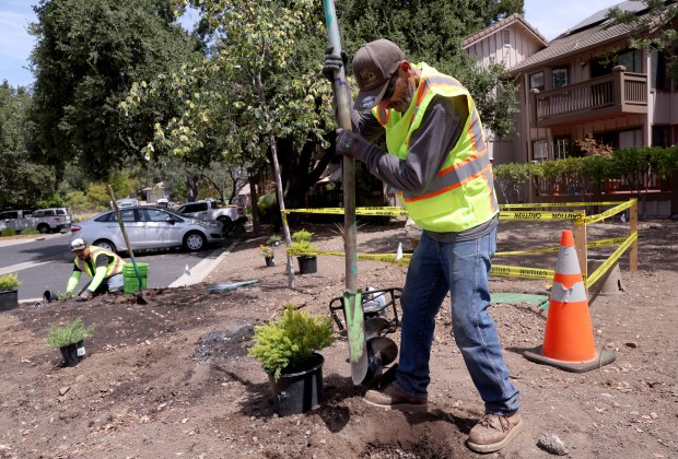 K&D Landscaping's Martin Ibarra installs native plants at the Villas of Almaden in San Jose, Calif., on Thursday, August 20, 2026. (Jane Tyska/Bay Area News Group)