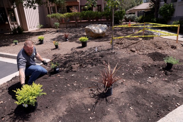 K & D Landscaping manager Daniel Nemire checks on a native plant installation at the Villas of Almaden in San Jose, Calif., on Thursday, August 20, 2026. (Jane Tyska/Bay Area News Group)