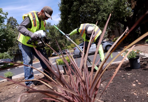 K & D Landscaping's Martin Ibarra and Juan Ruiz, from left, install native plants at the Villas of Almaden in San Jose, Calif., on Thursday, August 20, 2026. (Jane Tyska/Bay Area News Group)