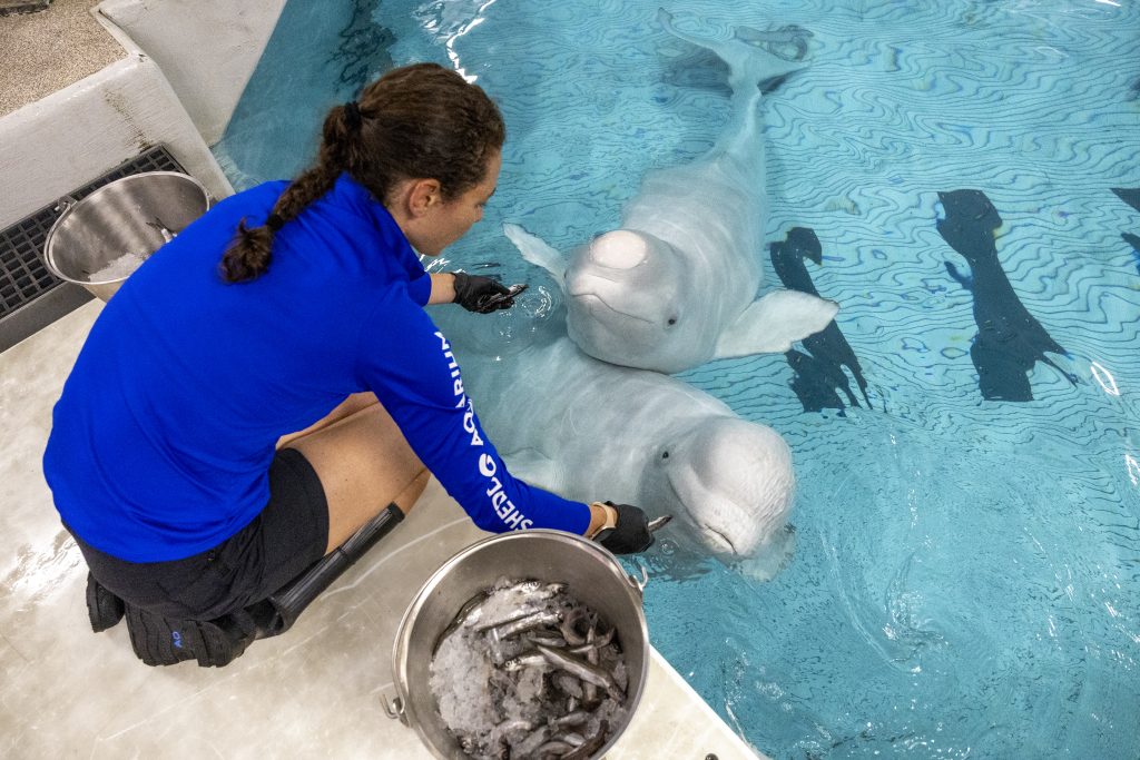 Beluga whales at the Shedd.