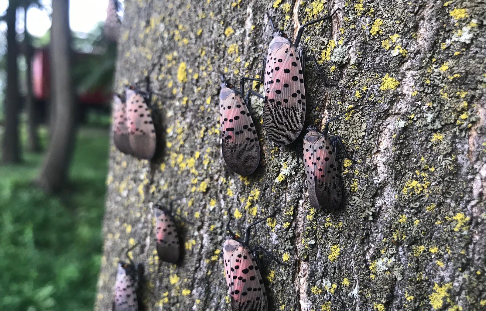 Invasive Spotted Lanternfly found in Ontario and Canada for the first time