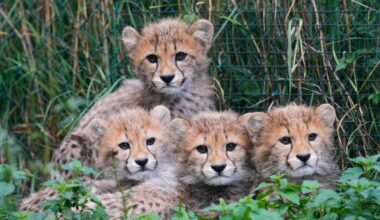 Cheetah cubs survive powerful storms, mother's illness at Prague Zoo, but curator warns "it's still a long run"
