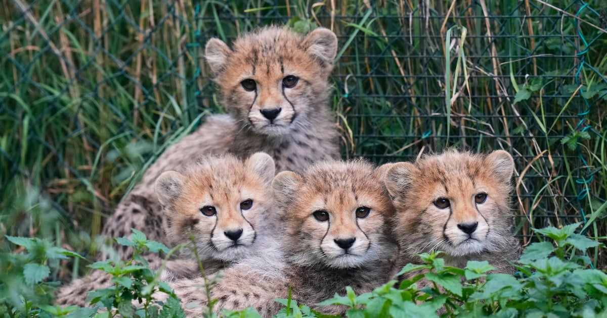 Czech RepublicBaby Cheetahs