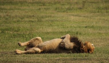 Suspected poisoning kills 10 lions at wildlife reserve in Tanzania