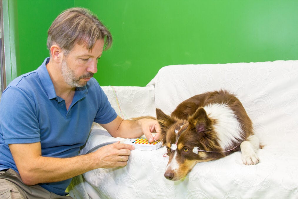 Attila Andics adjusts EEG recording equipment beside Zeila, a brown and white dog resting on a sofa with electrodes on her head.